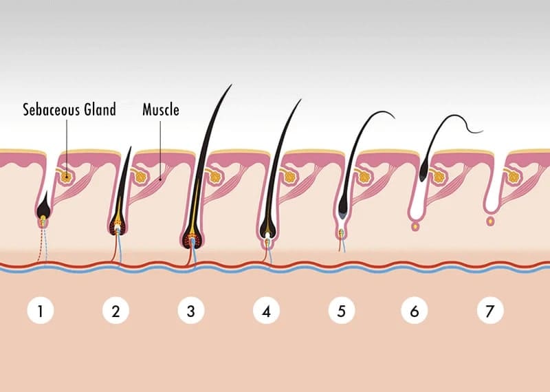 Hair root